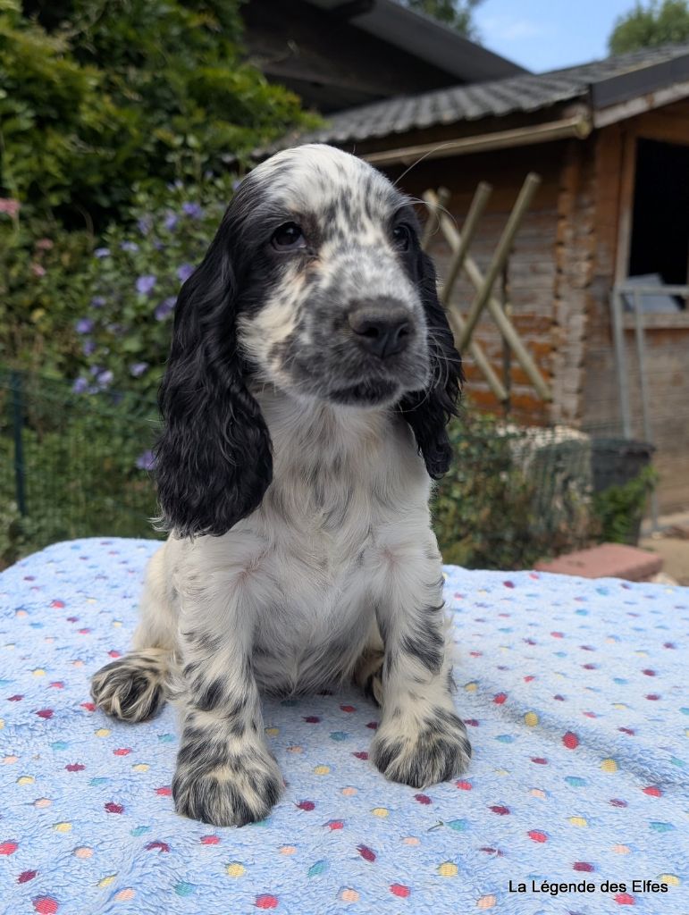 de la légende des elfes - Chiots disponibles - Cocker Spaniel Anglais