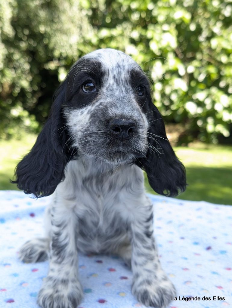 de la légende des elfes - Chiots disponibles - Cocker Spaniel Anglais