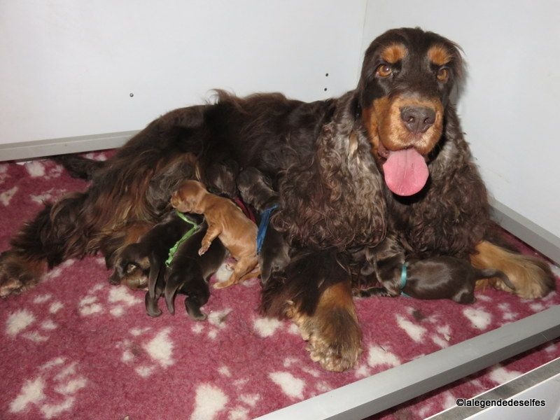 Chiot Cocker Spaniel Anglais de la légende des elfes