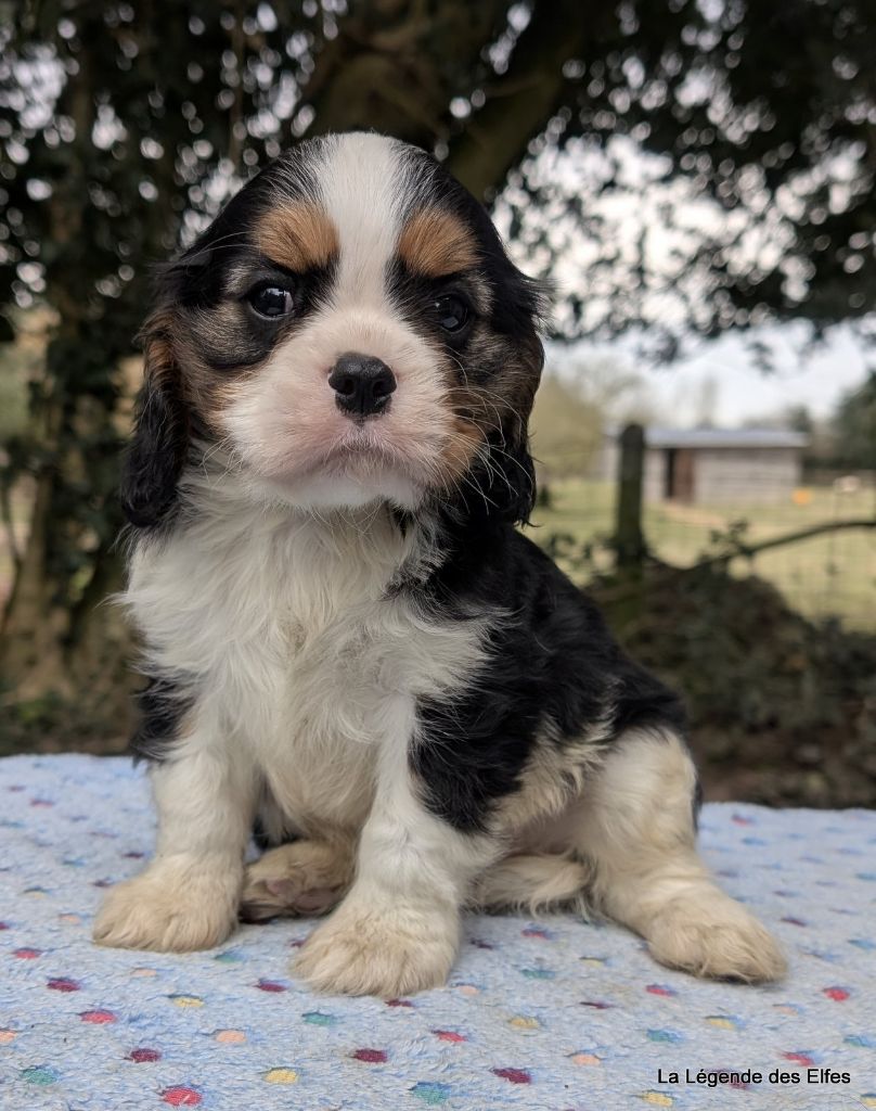 de la légende des elfes - Chiots disponibles - Cavalier King Charles Spaniel