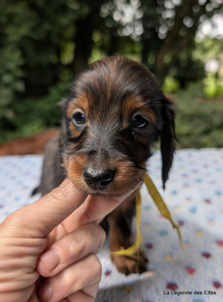 de la légende des elfes - Chiots disponibles - Teckel poil long