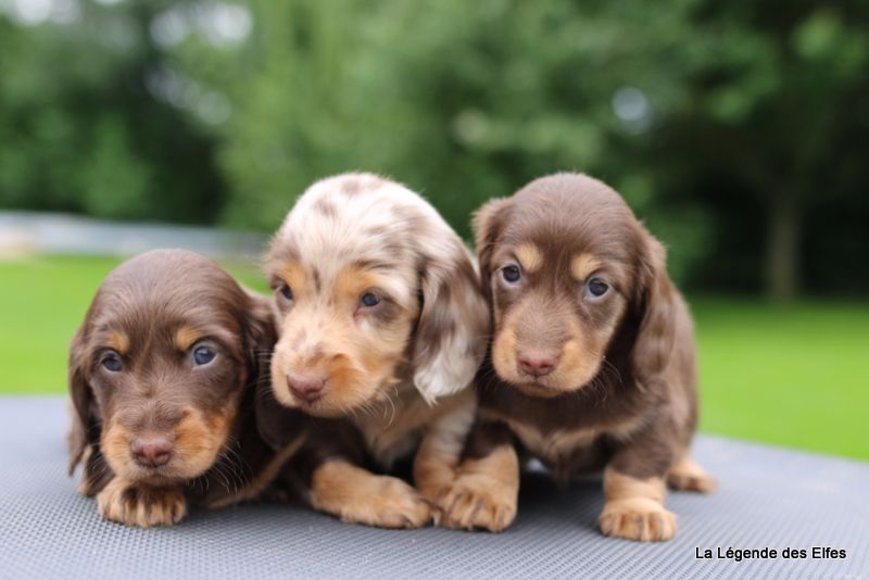Chiot Teckel poil long de la légende des elfes