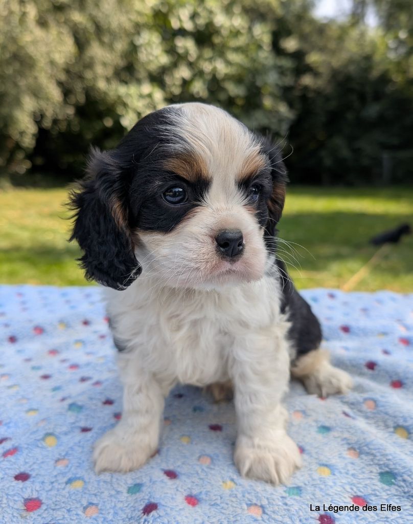 de la légende des elfes - Chiots disponibles - Cavalier King Charles Spaniel