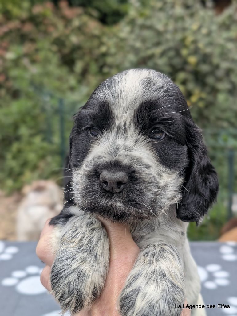 de la légende des elfes - Chiots disponibles - Cocker Spaniel Anglais