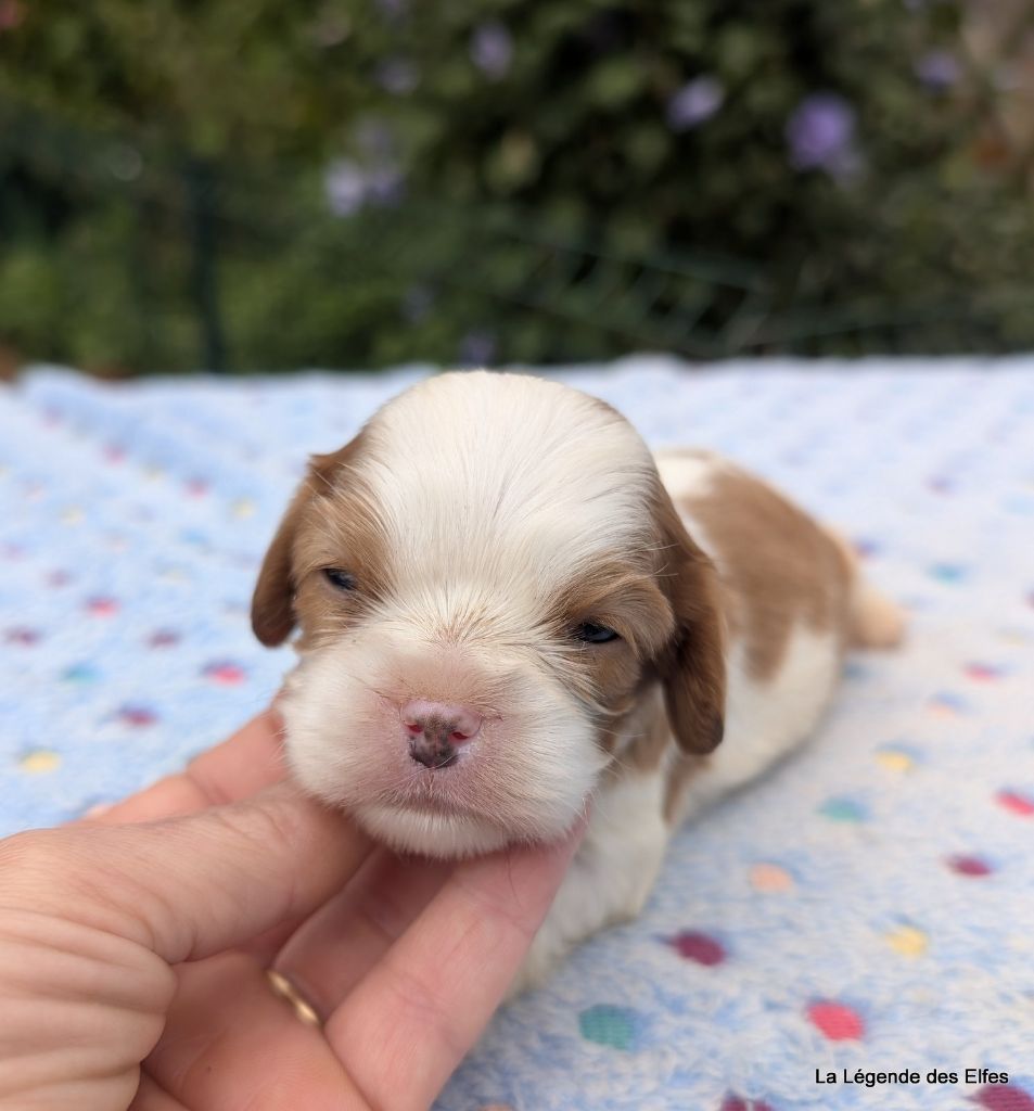 de la légende des elfes - Chiots disponibles - Cavalier King Charles Spaniel