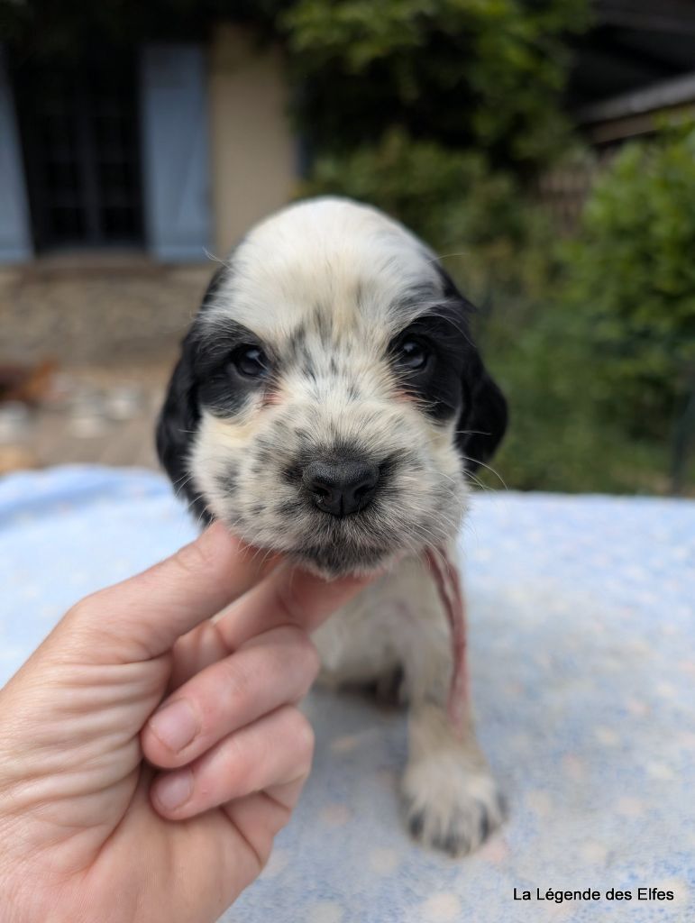 de la légende des elfes - Chiots disponibles - Cocker Spaniel Anglais
