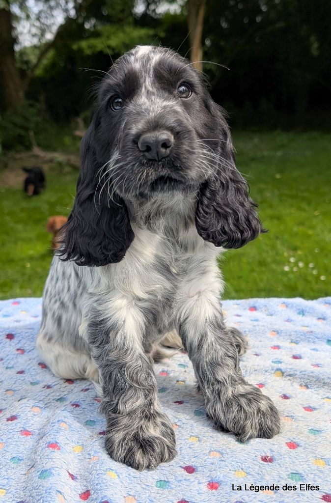 de la légende des elfes - Chiots disponibles - Cocker Spaniel Anglais