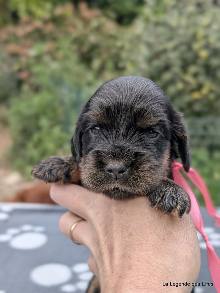 de la légende des elfes - Chiots disponibles - Cocker Spaniel Anglais