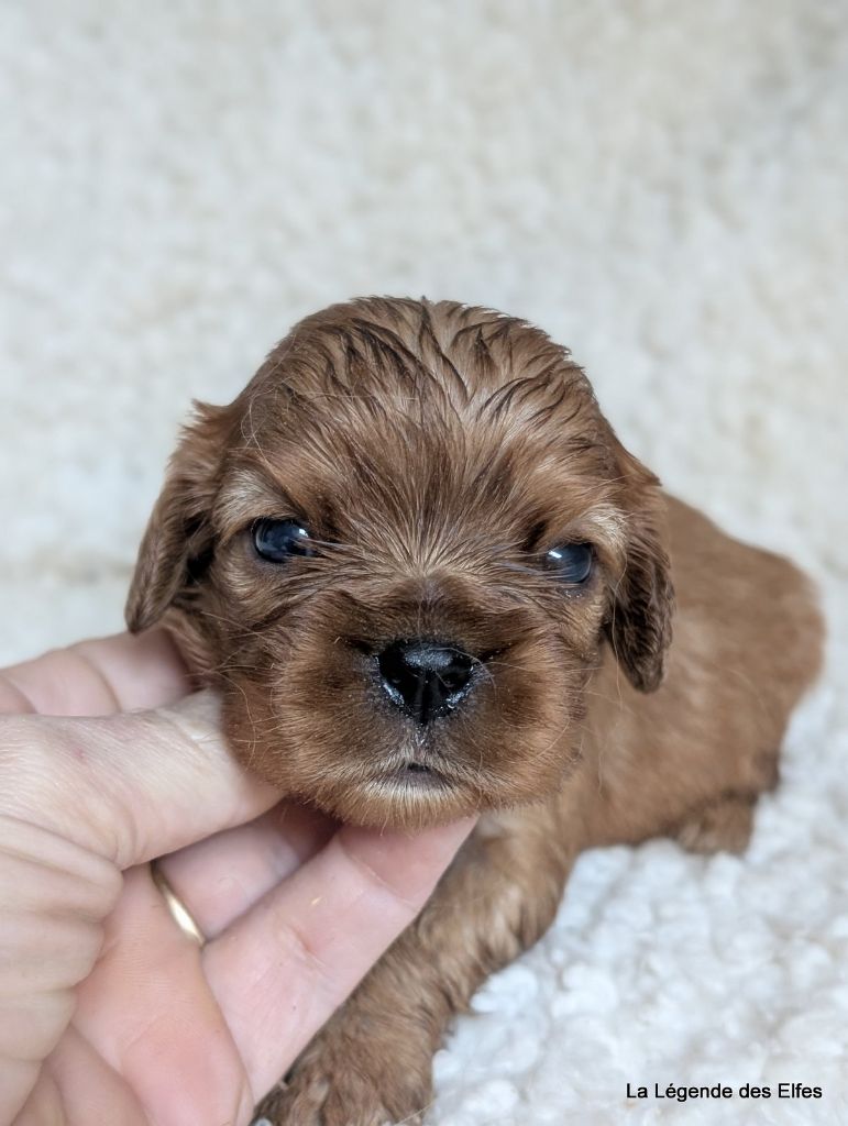 de la légende des elfes - Chiots disponibles - Cavalier King Charles Spaniel