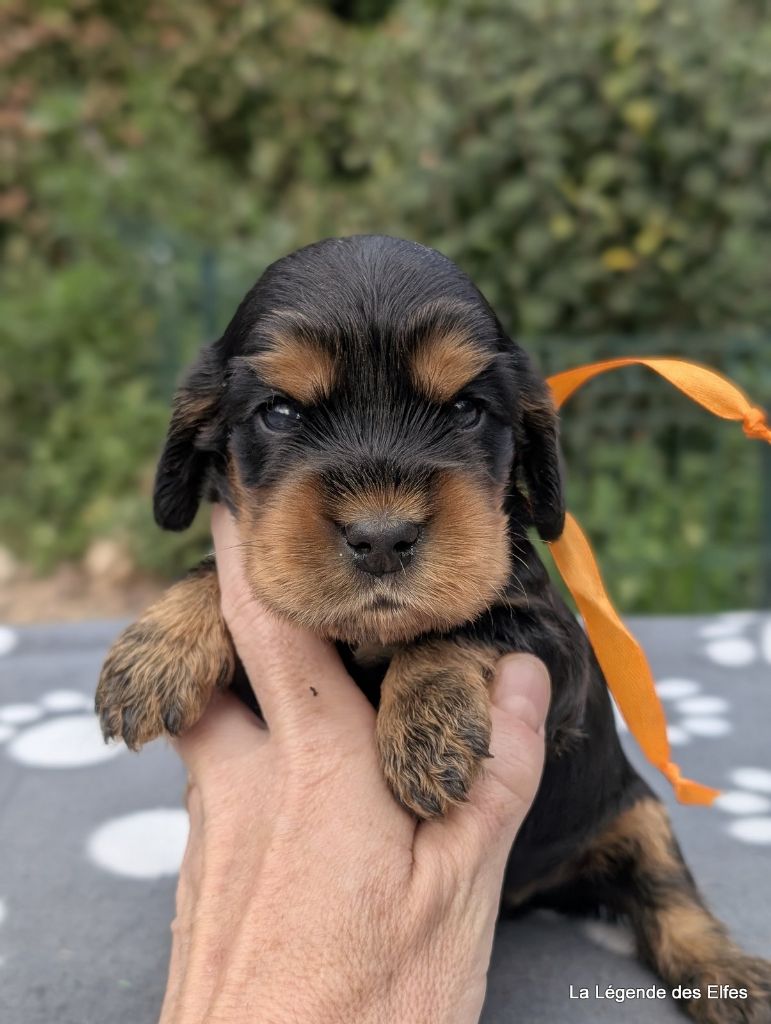 de la légende des elfes - Chiots disponibles - Cocker Spaniel Anglais