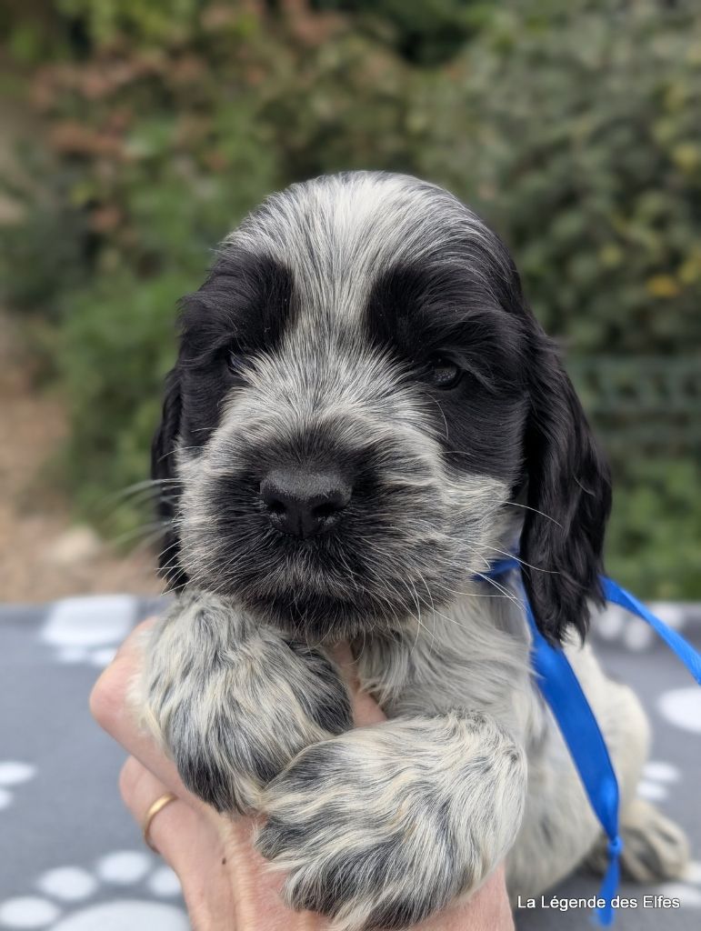 de la légende des elfes - Chiots disponibles - Cocker Spaniel Anglais