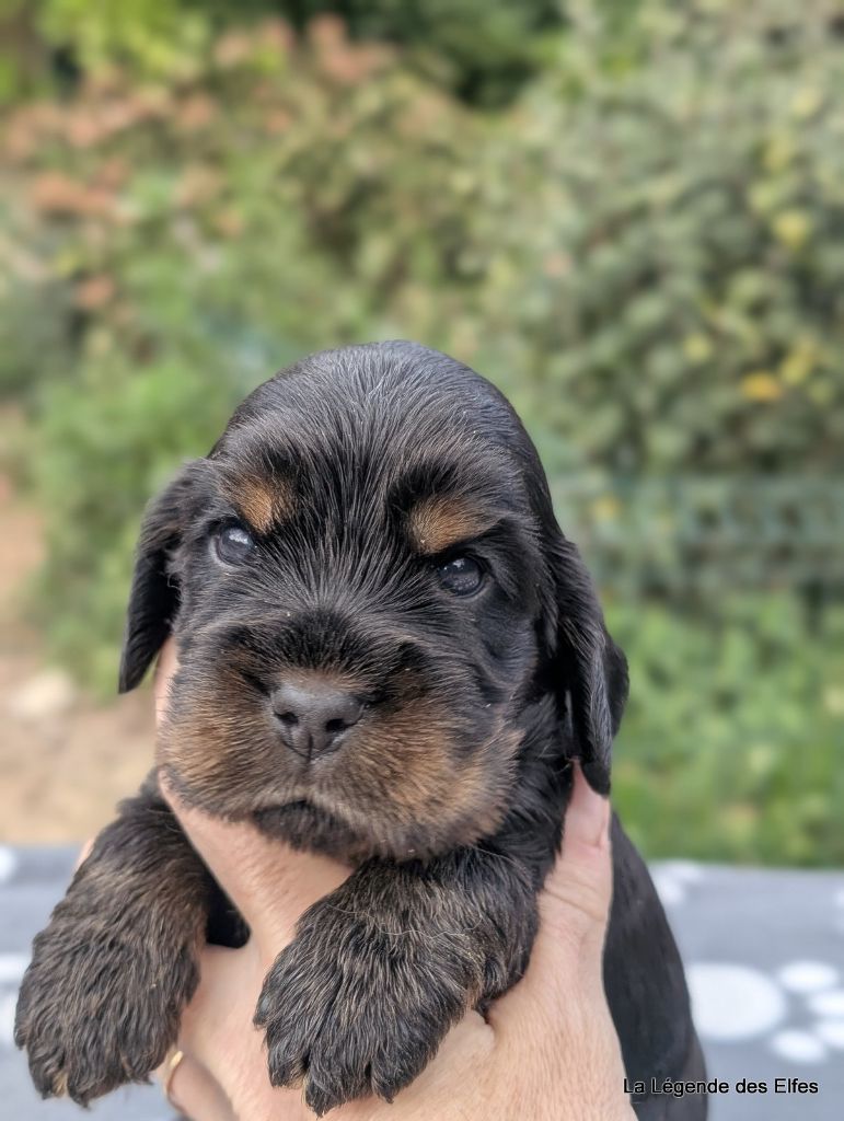 de la légende des elfes - Chiots disponibles - Cocker Spaniel Anglais