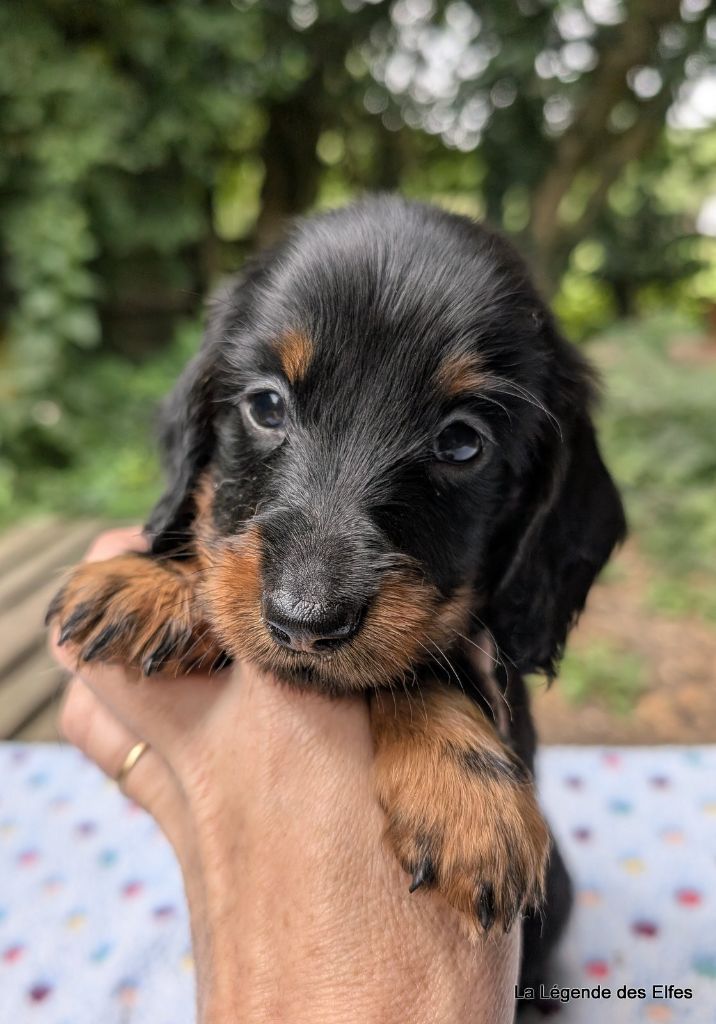 de la légende des elfes - Chiots disponibles - Teckel poil long