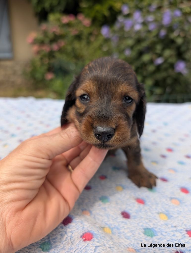de la légende des elfes - Chiots disponibles - Teckel poil long