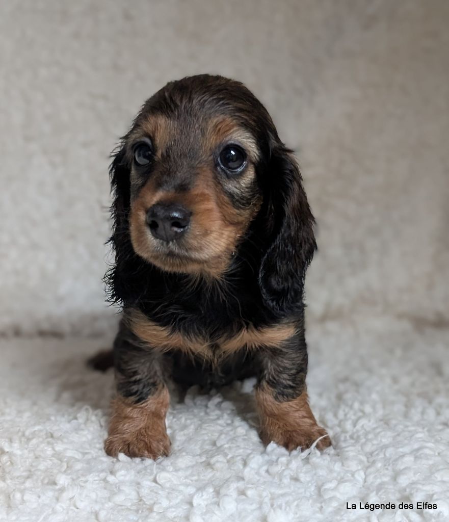 de la légende des elfes - Chiots disponibles - Teckel poil long