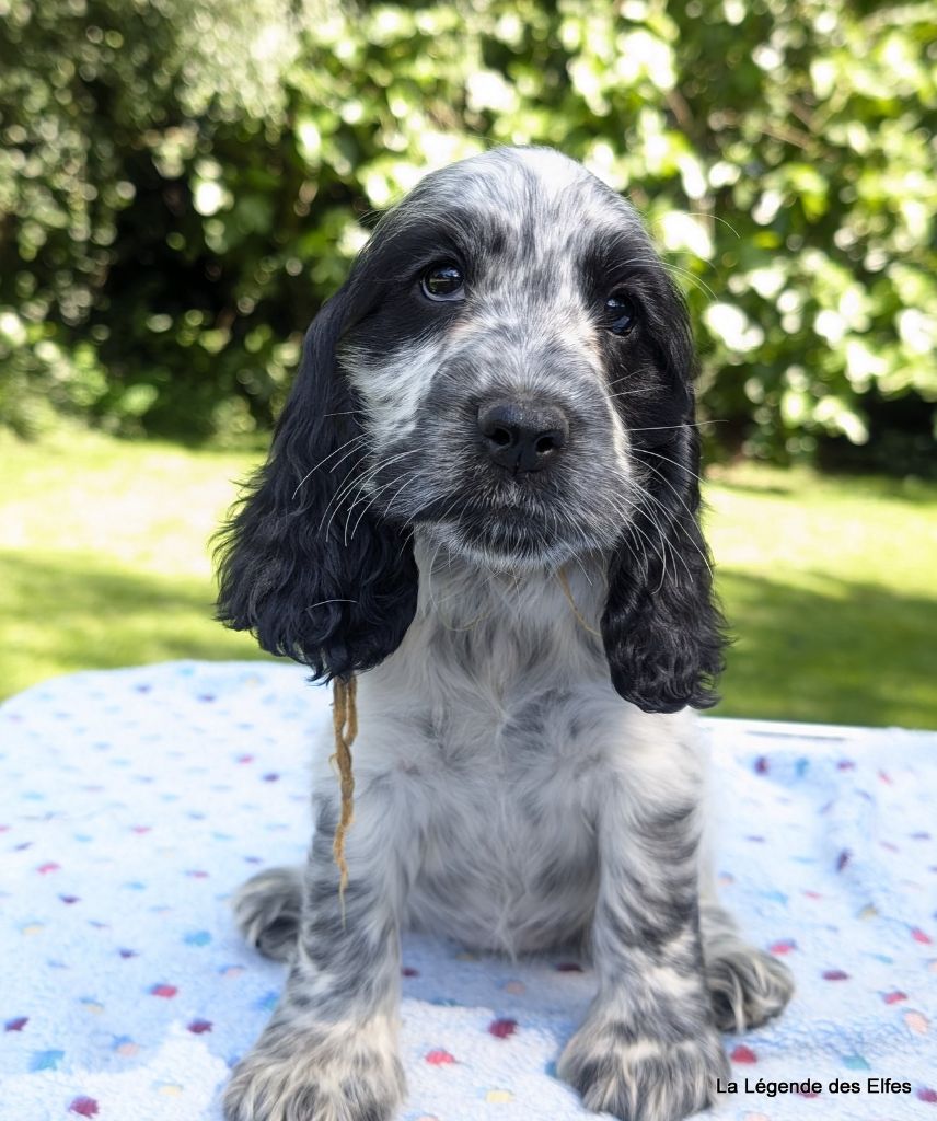 de la légende des elfes - Chiots disponibles - Cocker Spaniel Anglais
