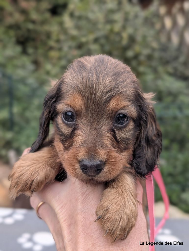 de la légende des elfes - Chiots disponibles - Teckel poil long
