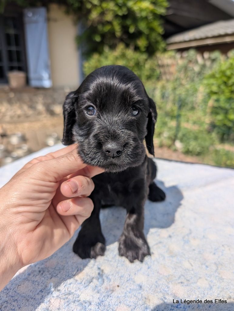 de la légende des elfes - Chiots disponibles - Cocker Spaniel Anglais