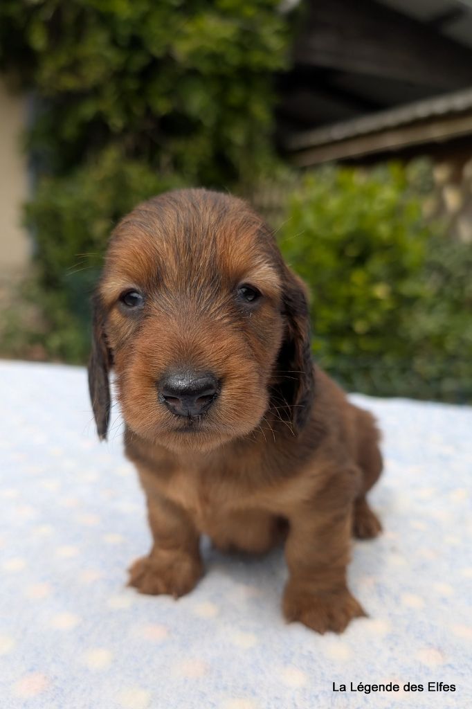 de la légende des elfes - Chiots disponibles - Teckel poil long