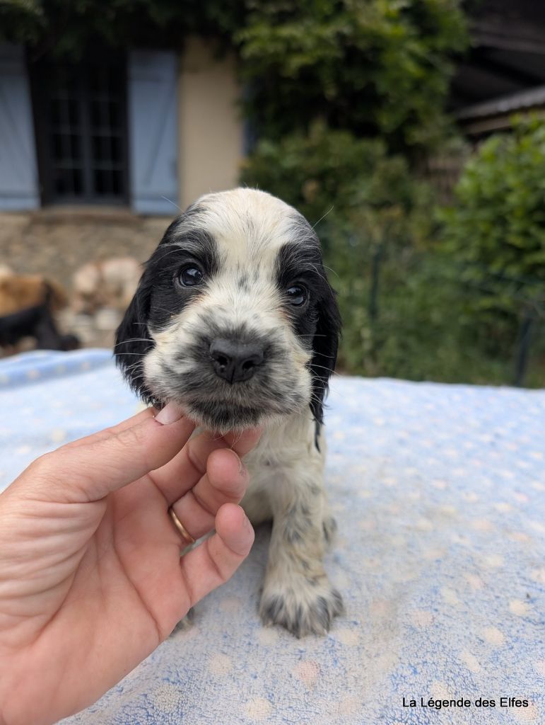 de la légende des elfes - Chiots disponibles - Cocker Spaniel Anglais