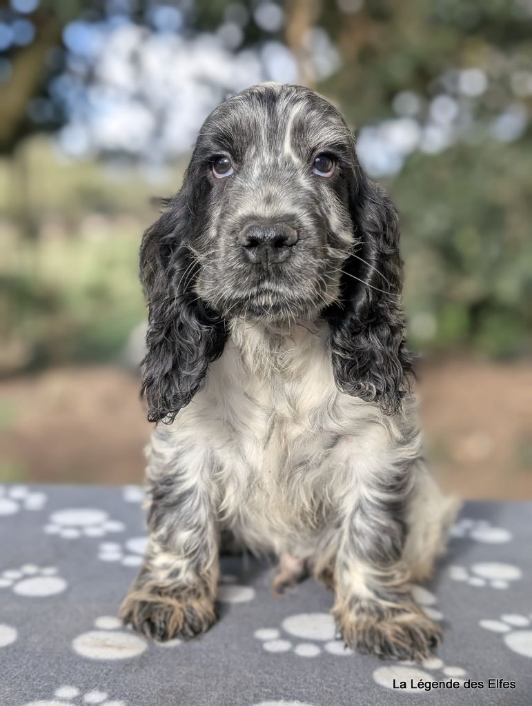 de la légende des elfes - Chiots disponibles - Cocker Spaniel Anglais