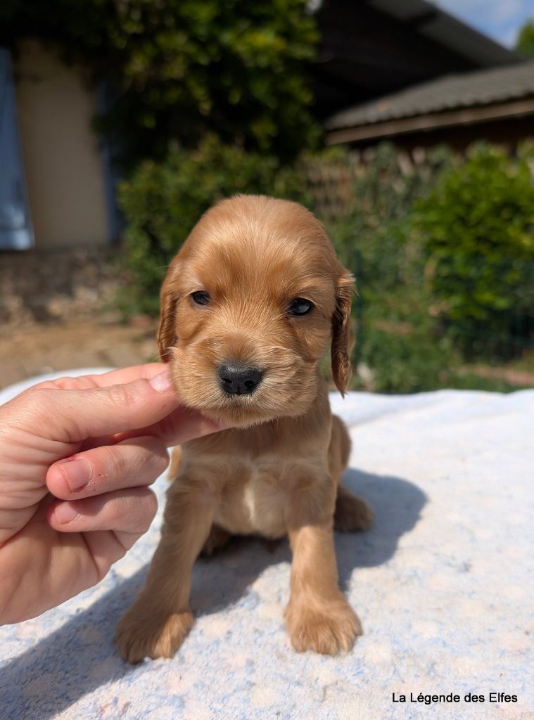 de la légende des elfes - Chiots disponibles - Cocker Spaniel Anglais