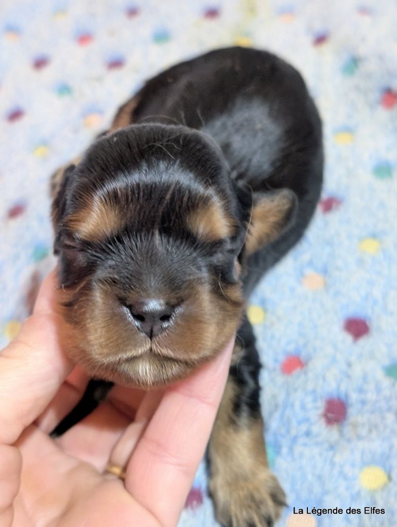 de la légende des elfes - Chiots disponibles - Cavalier King Charles Spaniel