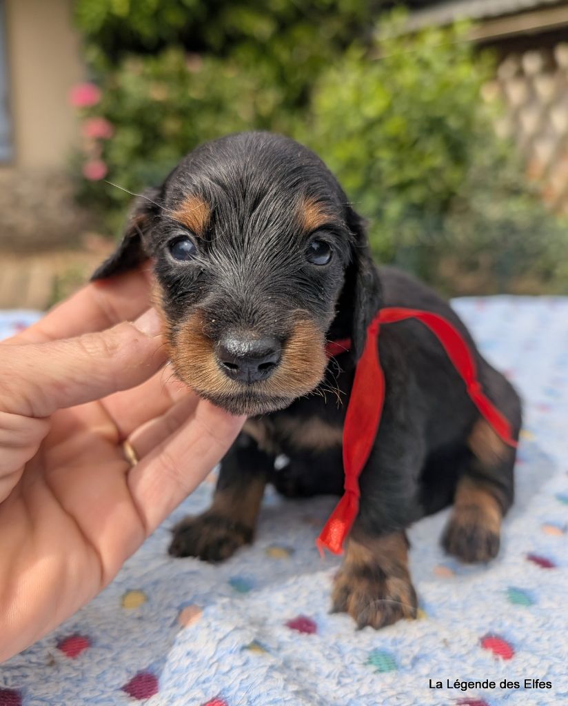 de la légende des elfes - Chiots disponibles - Teckel poil long