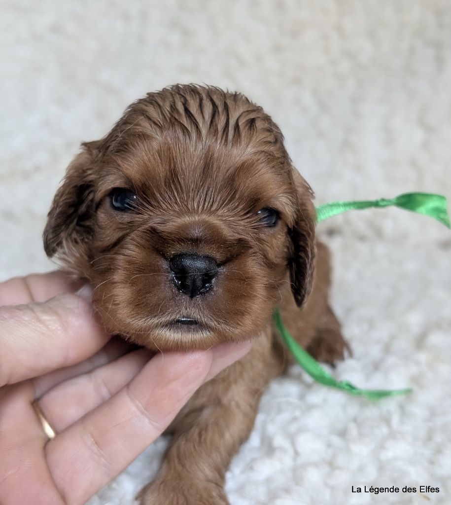 de la légende des elfes - Chiots disponibles - Cavalier King Charles Spaniel