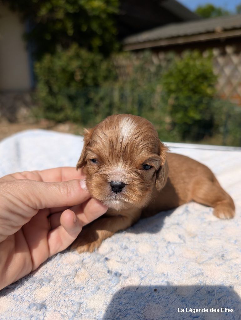 de la légende des elfes - Chiots disponibles - Cavalier King Charles Spaniel
