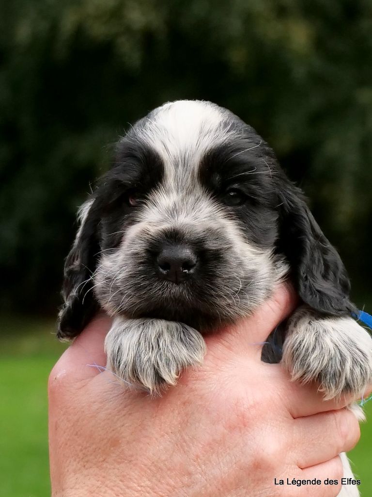 de la légende des elfes - Chiots disponibles - Cocker Spaniel Anglais