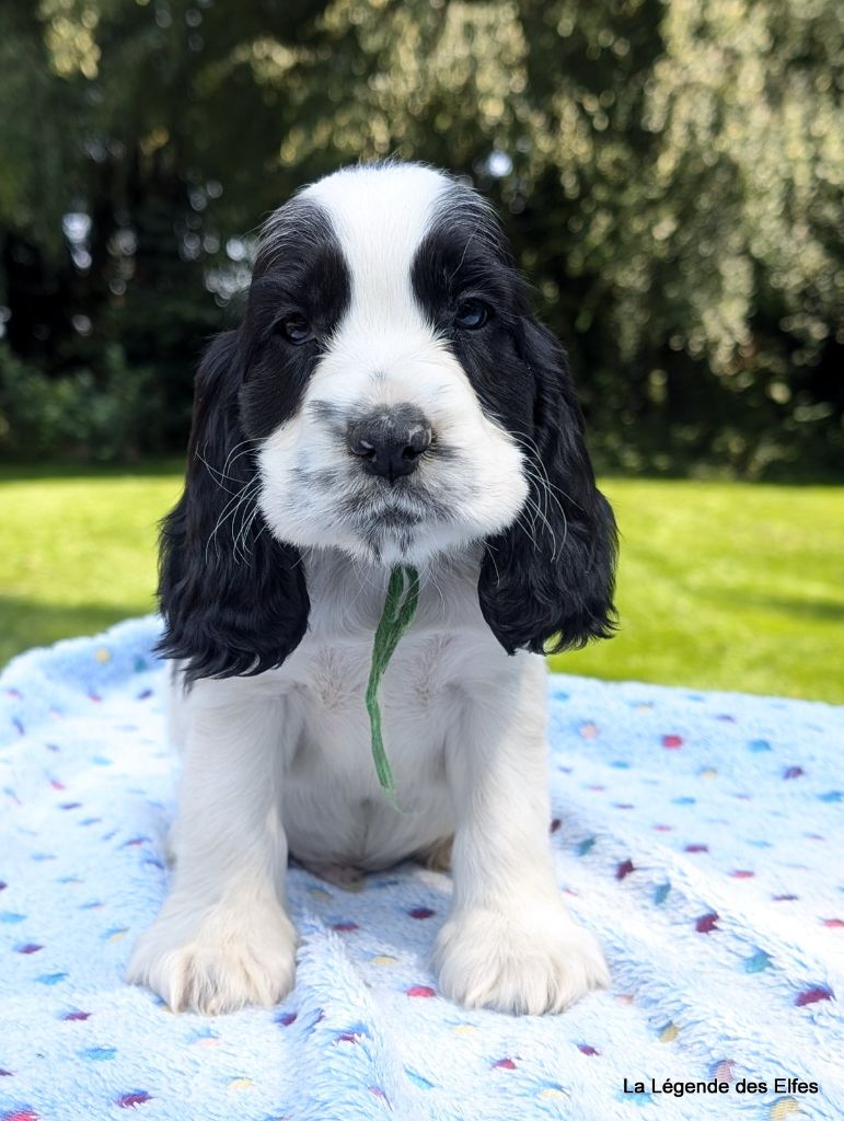 de la légende des elfes - Chiots disponibles - Cocker Spaniel Anglais
