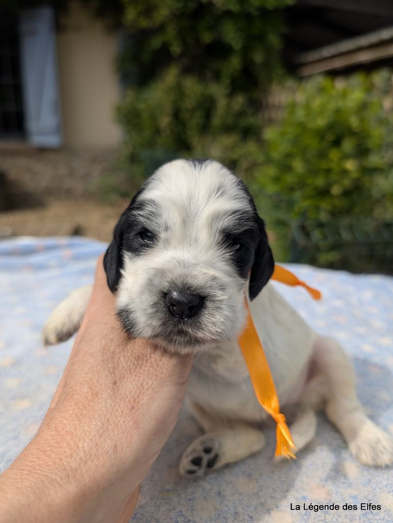 de la légende des elfes - Chiots disponibles - Cocker Spaniel Anglais