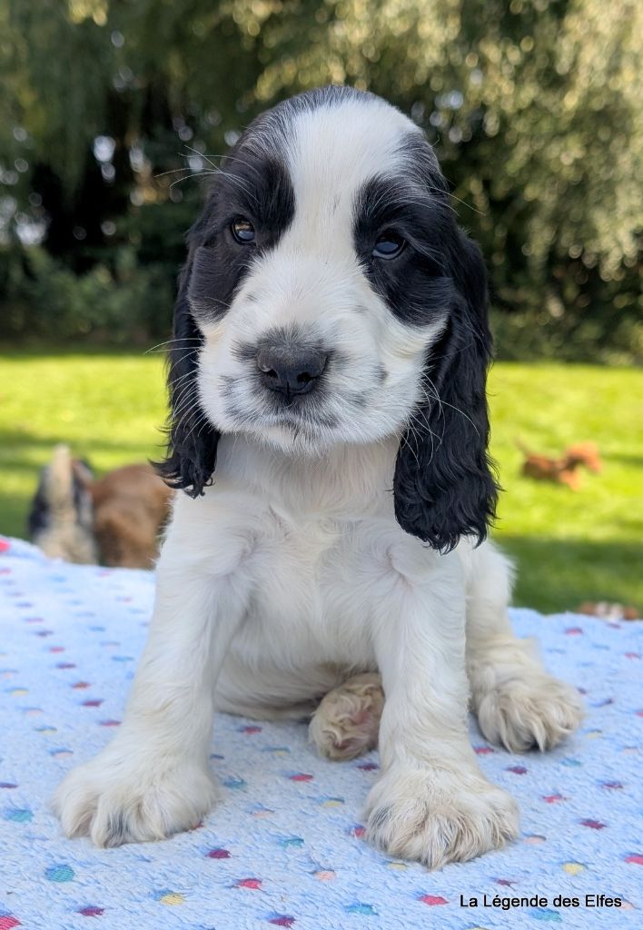 de la légende des elfes - Chiots disponibles - Cocker Spaniel Anglais