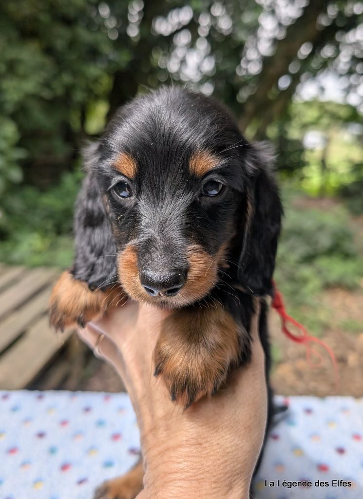 de la légende des elfes - Chiots disponibles - Teckel poil long