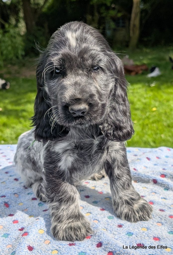de la légende des elfes - Chiots disponibles - Cocker Spaniel Anglais