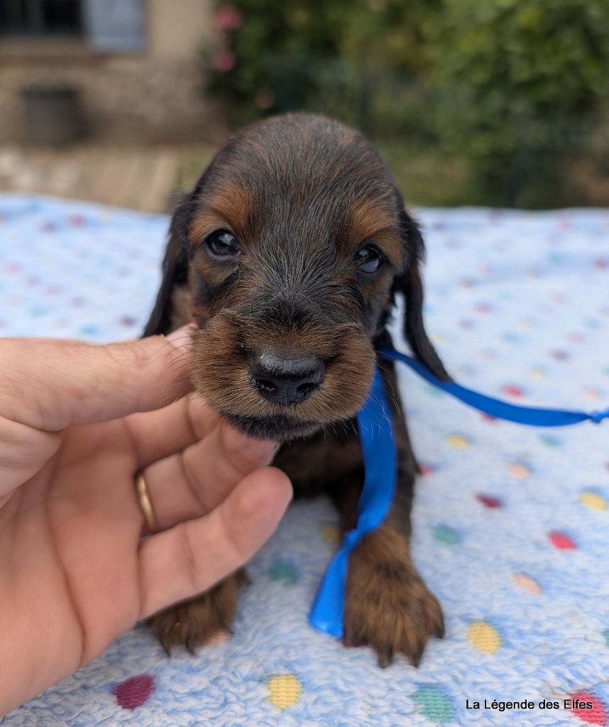 de la légende des elfes - Chiots disponibles - Teckel poil long