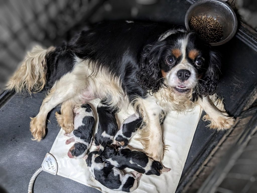 Chiot Cavalier King Charles Spaniel de la légende des elfes