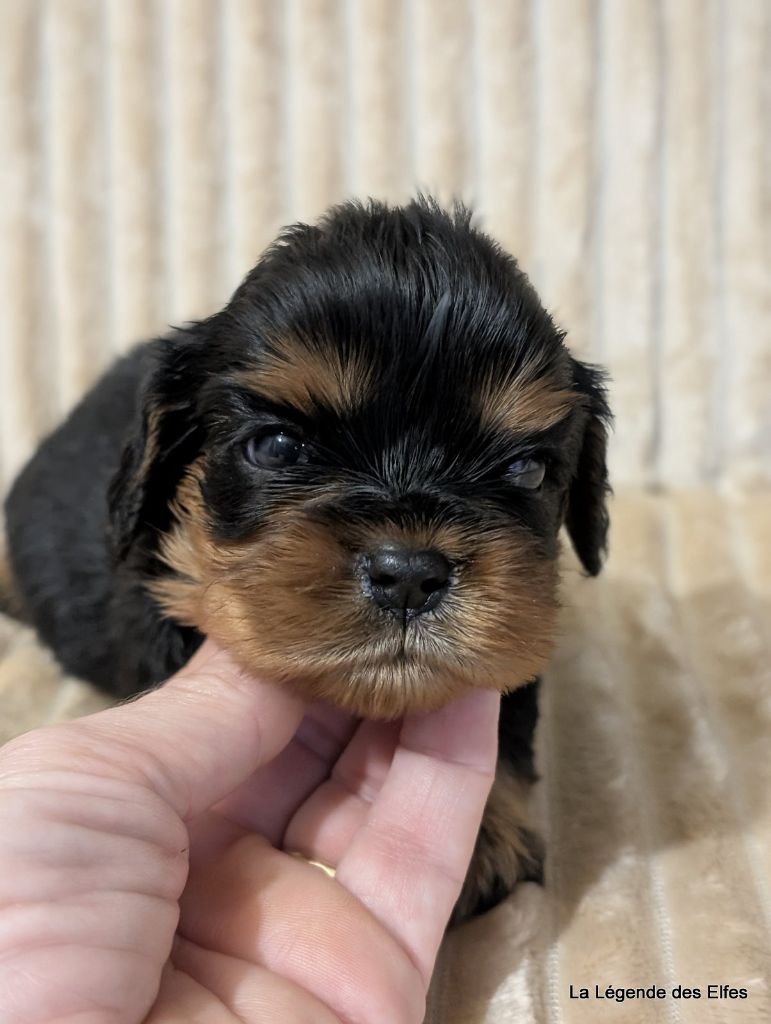 de la légende des elfes - Chiots disponibles - Cavalier King Charles Spaniel