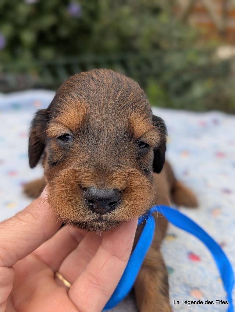 de la légende des elfes - Chiots disponibles - Teckel poil long