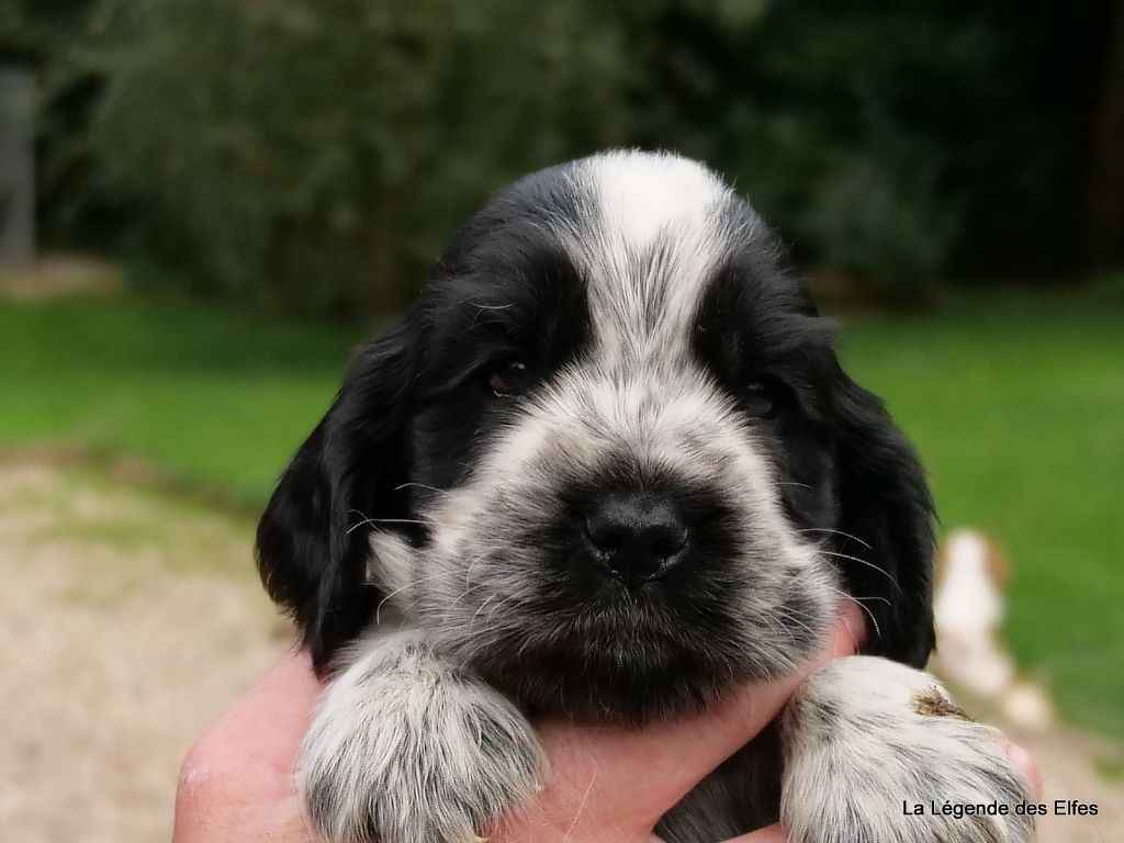 de la légende des elfes - Chiots disponibles - Cocker Spaniel Anglais