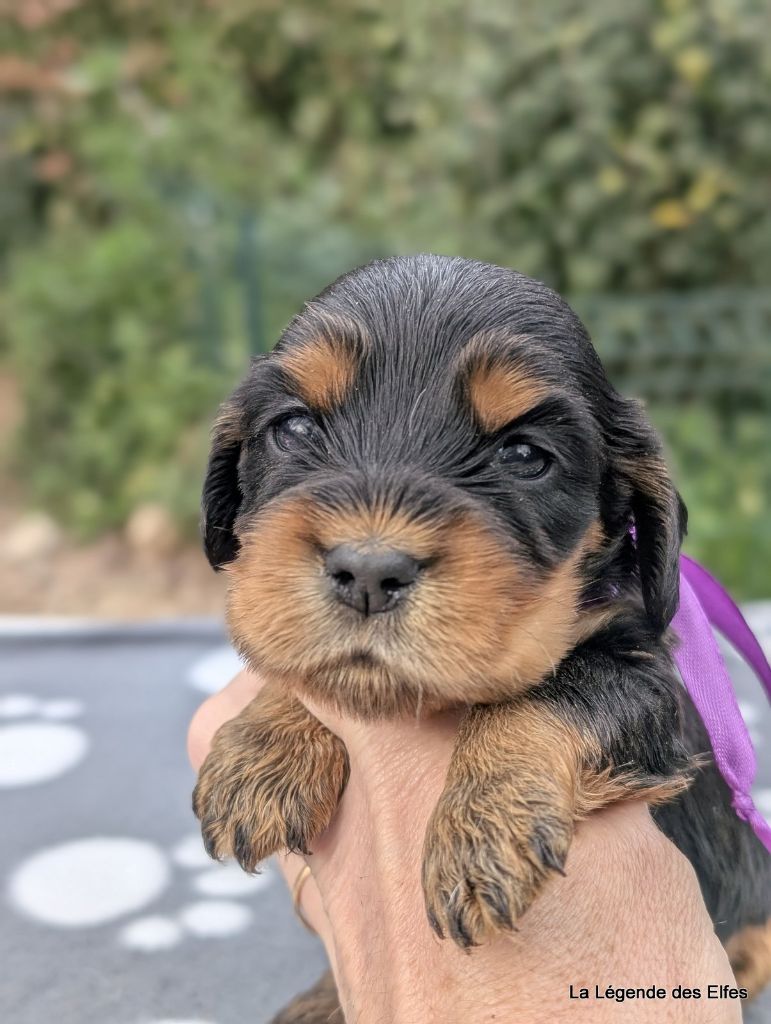 de la légende des elfes - Chiots disponibles - Cocker Spaniel Anglais