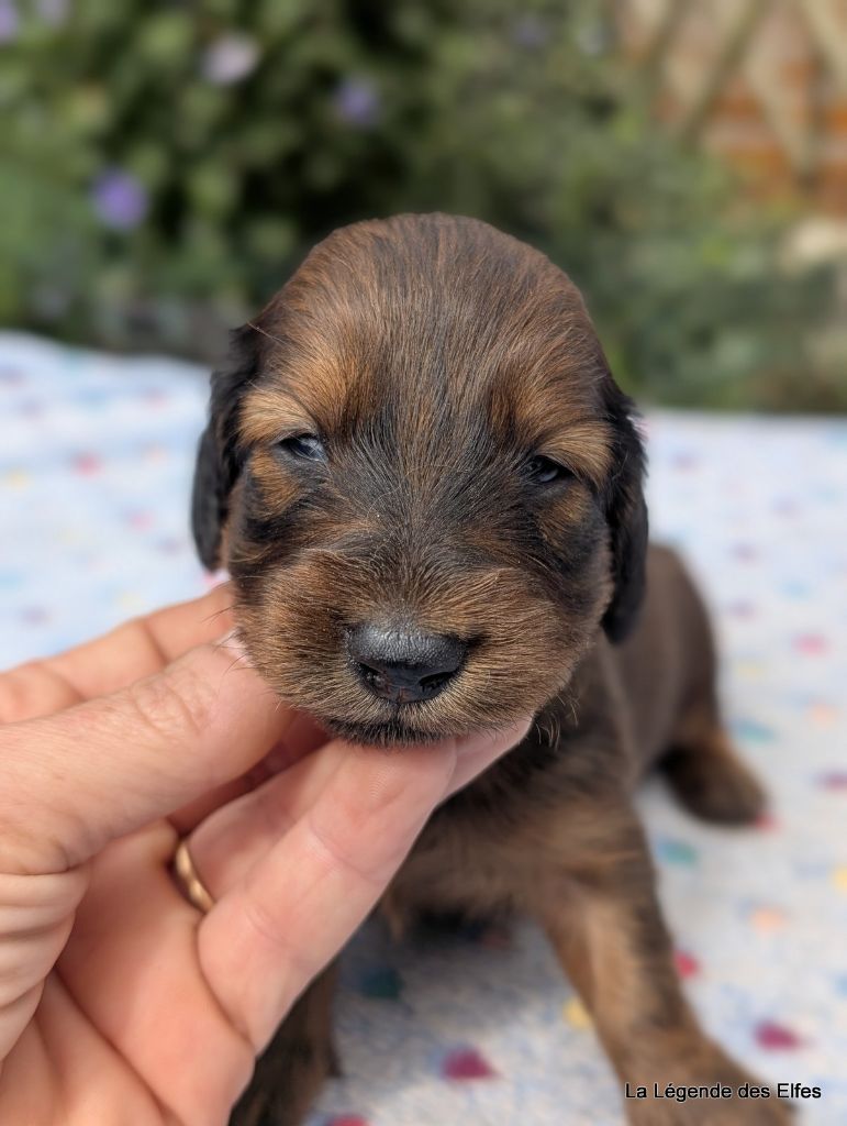 de la légende des elfes - Chiots disponibles - Teckel poil long