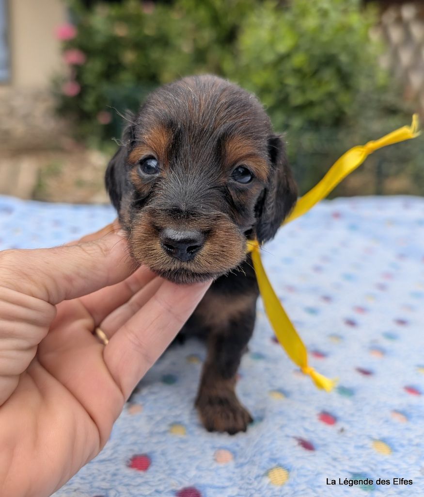 de la légende des elfes - Chiots disponibles - Teckel poil long
