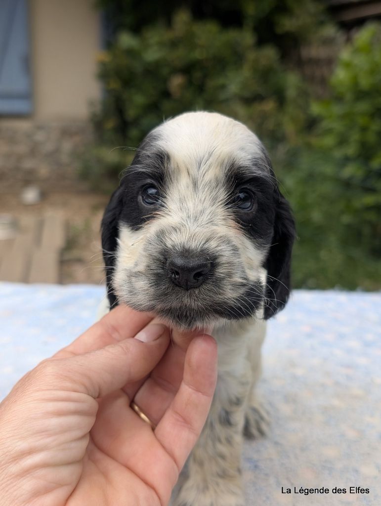 de la légende des elfes - Chiots disponibles - Cocker Spaniel Anglais