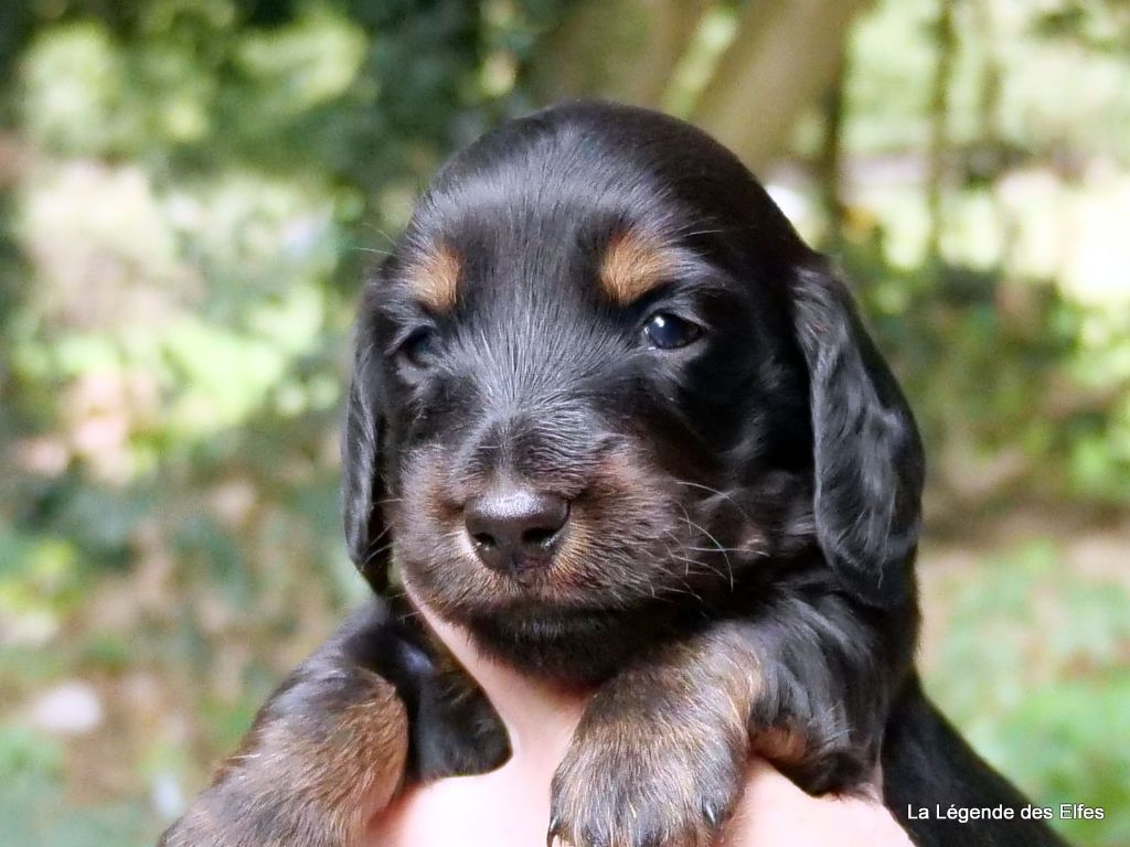 de la légende des elfes - Chiots disponibles - Teckel poil long