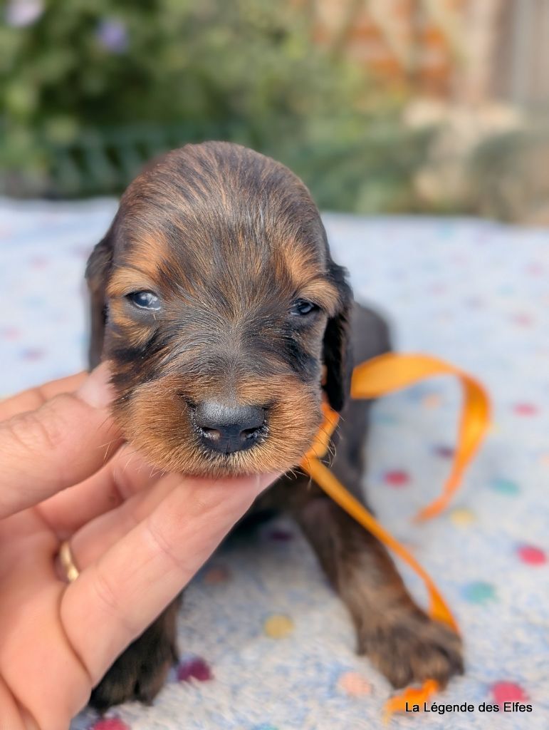 de la légende des elfes - Chiots disponibles - Teckel poil long