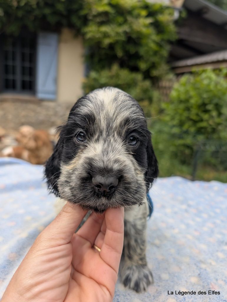 de la légende des elfes - Chiots disponibles - Cocker Spaniel Anglais