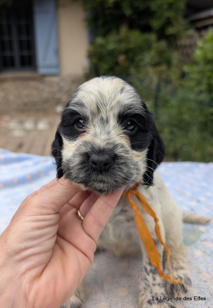 de la légende des elfes - Chiots disponibles - Cocker Spaniel Anglais