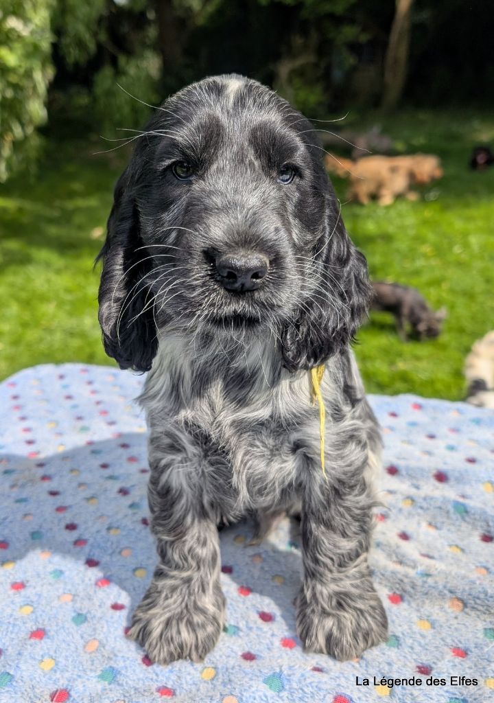 de la légende des elfes - Cocker Spaniel Anglais - Portée née le 22/02/2025